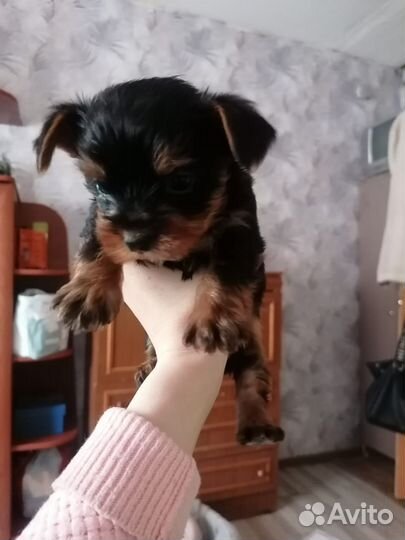 Йоркширский терьер щенки