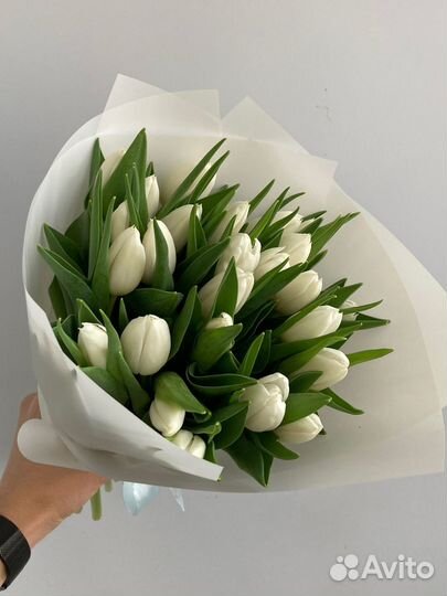 Букет из 25 белоснежных тюльпанов