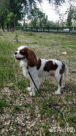 Кавалер кинг чарльз спаниель вязка