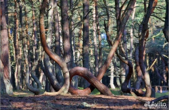 Индивидуальная экскурсия на Куршскую косу