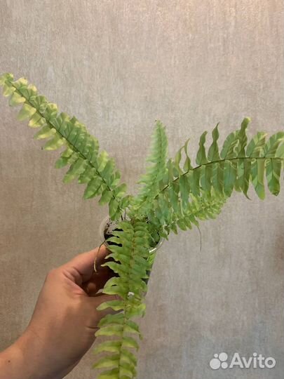 Папоротник Тайгер вар