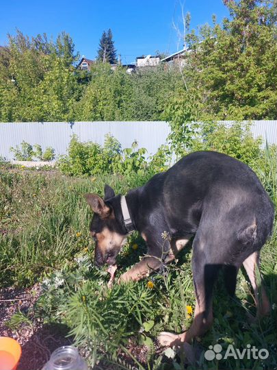 Собака в добрые руки