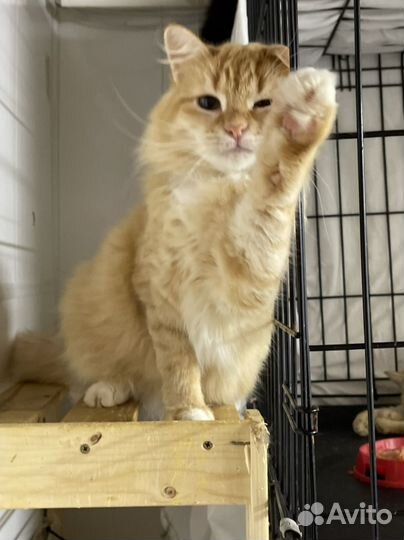 Кошка девочка
