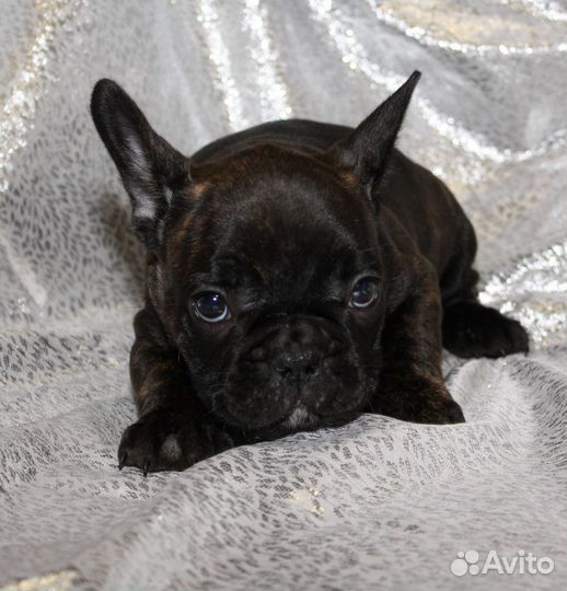 Французский бульдог