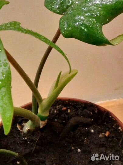 Филодендрон, сциндапсус, сингониум