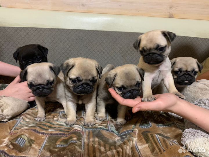 Щенки мопса