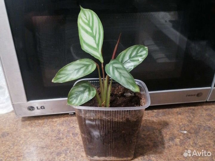 Ктенанта Оппенгейма