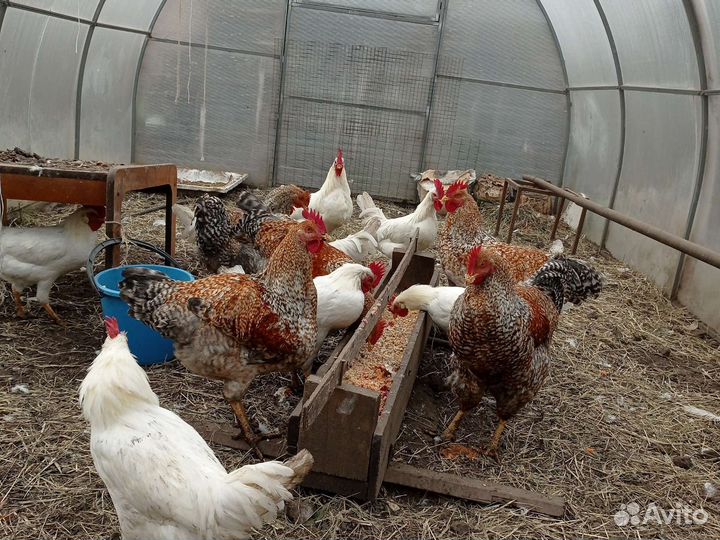 Молодые петухи