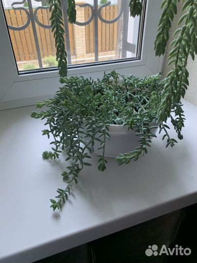 Очиток моргана