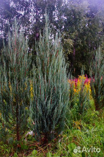 Можжевельник скальный Блю Эрроу