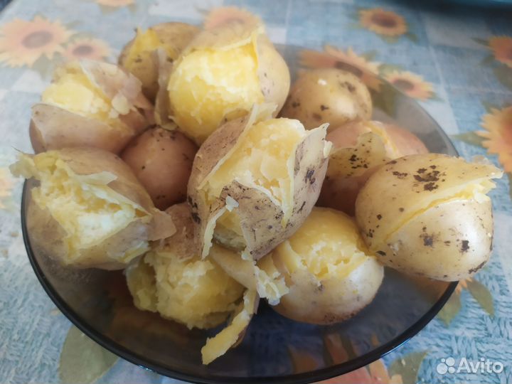Картофель семенной