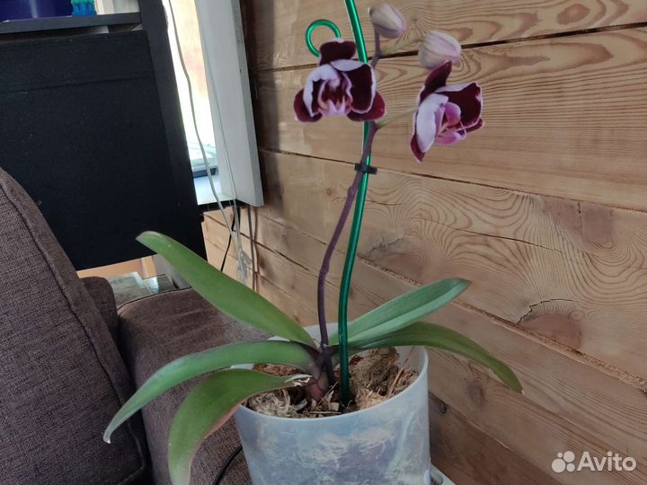 Орхидея Montpellier