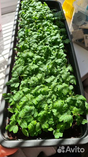 Рассада помидор. Байкальчики