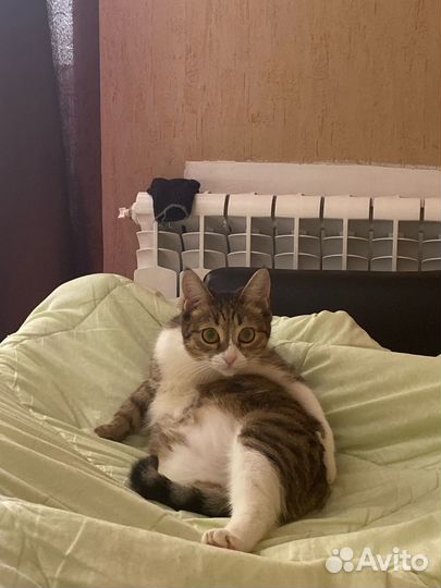 Отдам кошку в добрые руки