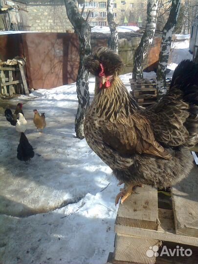 Инкубационное яйцо кур, уток