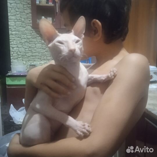 Вязка, Донской сфинкс, кот