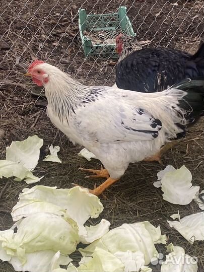 Молодые петухи