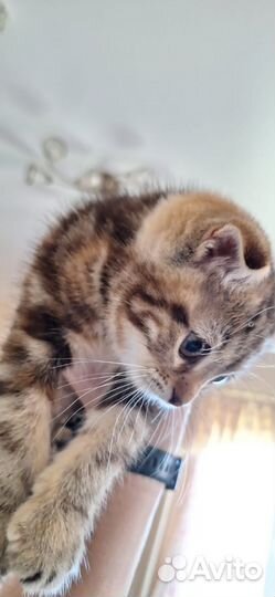 Котёнок (девочка)шотландская вислоухая