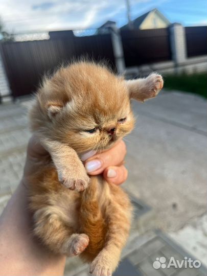 Экзотические кошечки