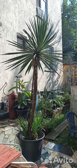 Пальма юкка