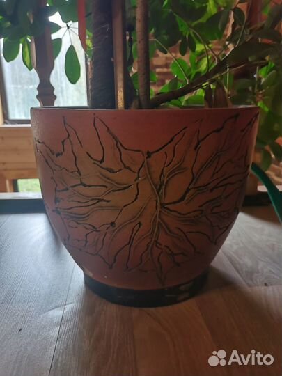 Дерево Шеффлера