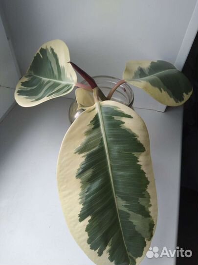 Срез фикуса(Эластик Тинеке)