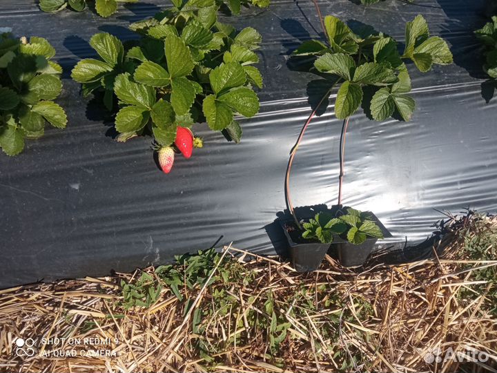 Рассада ремонтантной клубники