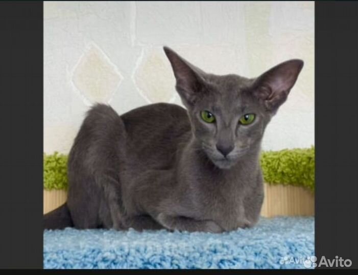 Ориентальная кошка