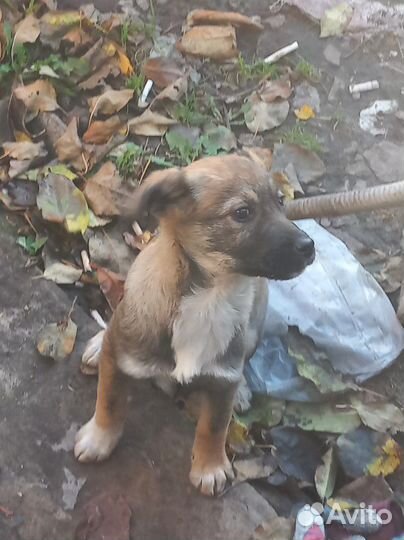 Щеноки в добрые руки