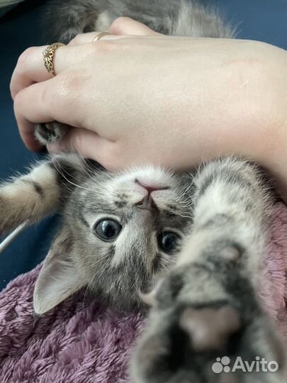 Котенок в добрые руки