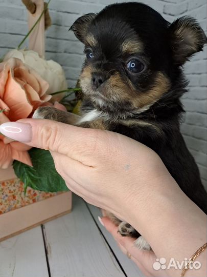 Чихуахуа мини девочка