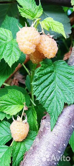 Почвопокровное, малина Абрикосовая