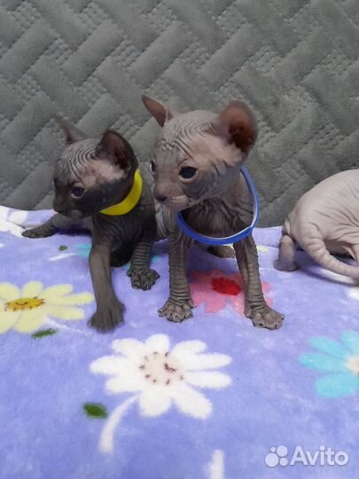 Канадский сфинкс