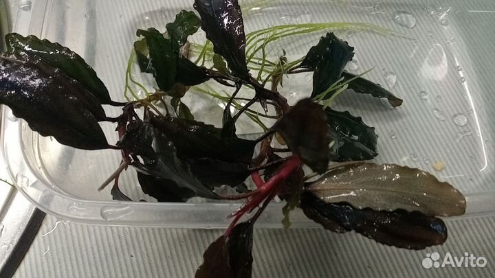 Растения для аквариума