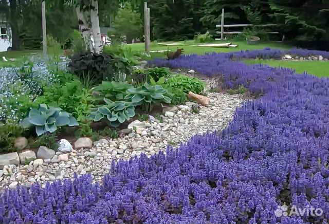 Живучка оптом, в розницу- почвопокровник