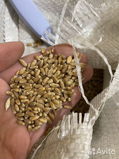 Продам пшеницу зерно