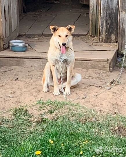 Собака в добрые руки