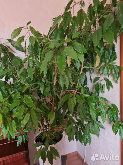 Комнатные цветы гибискус