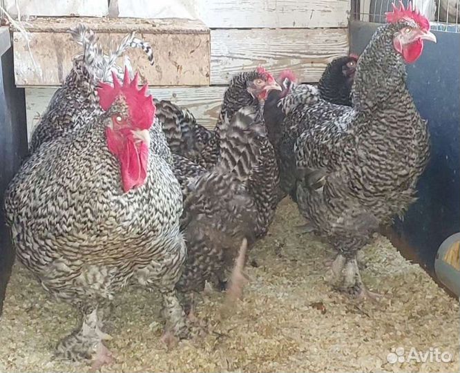 Инкубационное яйцо Пушкинской, Малин, Билефельдер