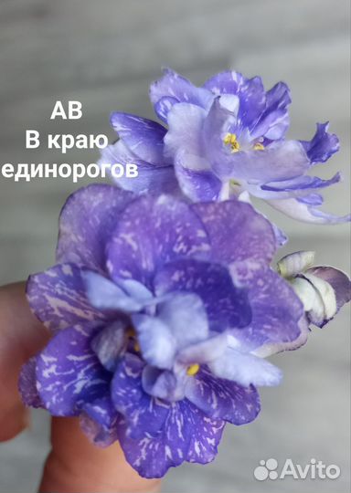 Фиалка ав в краю единорогов