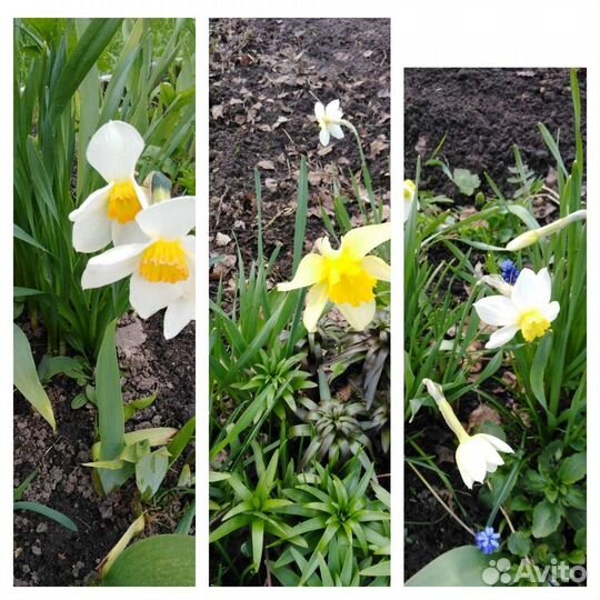 Многолетние садовые цветы