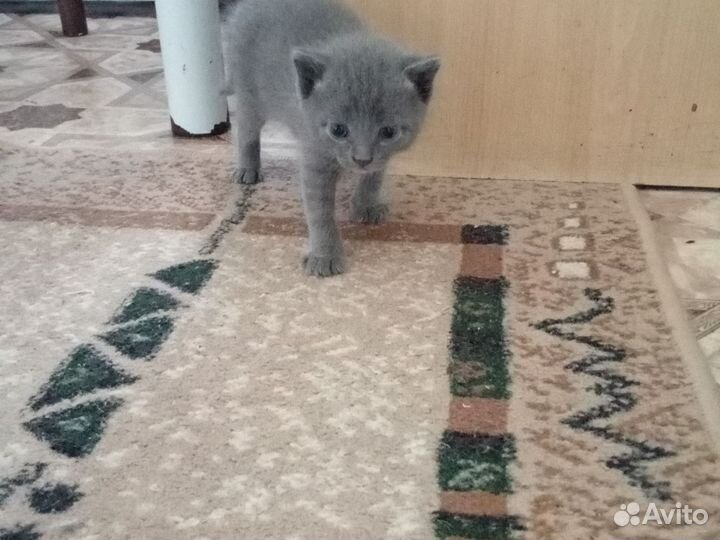 Британские котята