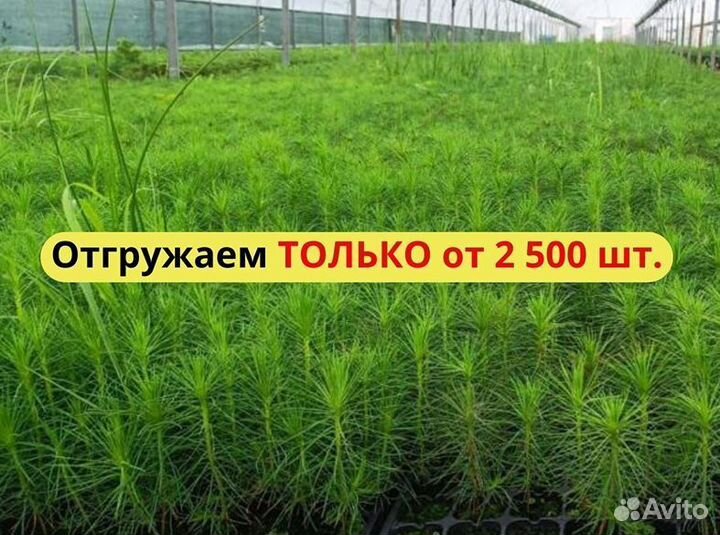 Сеянцы сосны обыкновенной зкс от производителя