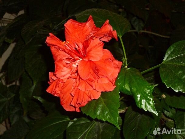 Китайская роза гибискус