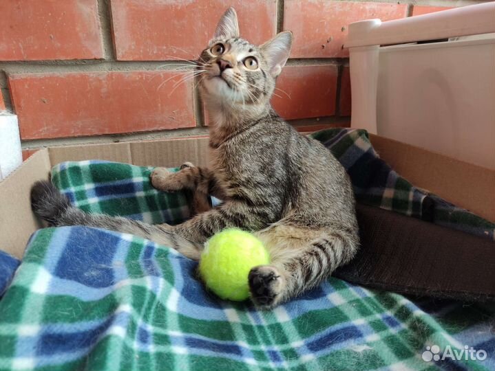 Котёнок ищет дом