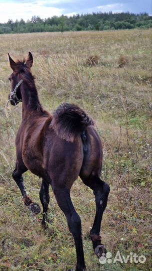 Лошадь кобылка