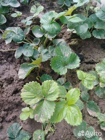 Рассада (усы) клубники