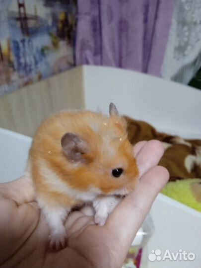 Хомяк сирийский
