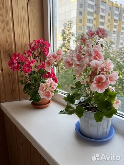 Пеларгония