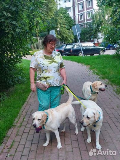 Щенок лабрадора